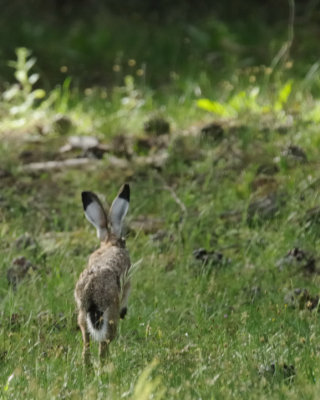 Lepre iberica (Lepus granatensis)