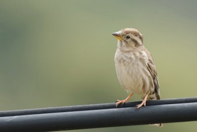 Passera lagia  (Petronia petronia)