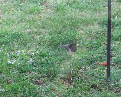 Junco800.jpg