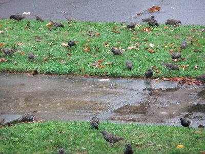 Starlings1600.jpg