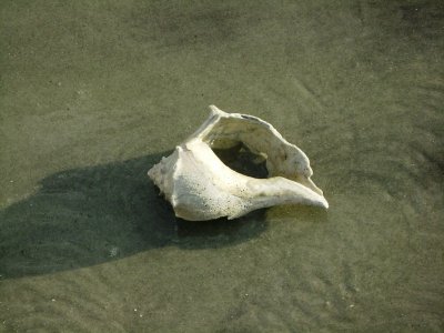One of the many shells I brought back with me. In all, I got 4 similar size/style to this one plus some smaller ones of different types. Boy did they weigh my carry-on luggage down!