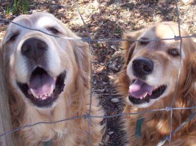 Man, Buddy (on the left) could sure use some braces!!!