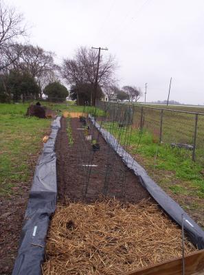 Same garden just after planting in mid-April.  The straw-covered end is where potatoes were planted.