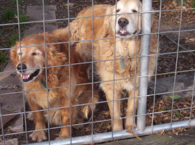 Most current photo(s) of both dogs. Their teeth are starting to show their age, as the whiteness getting more predominate on their faces. They're still great dogs, though!