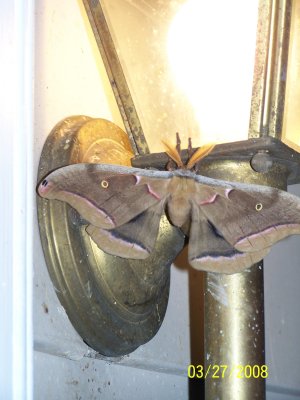 A beautiful moth I saw on our front porch one evening.  The antenna looked like eye lashes.