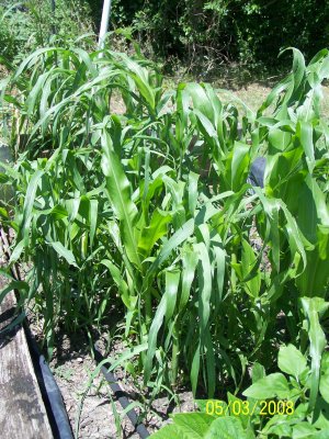 The end where we planted sweet corn, only there's more Johnson grass (weeds) then there are corn stalks but they look too similar to know which to pull out and toss until they got about this big.  After taking this photo I pulled much of the weed grass out on one side.