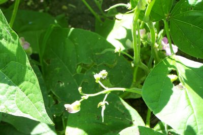 The day I took these photos was the first day of actually seeing baby green beans on the plants.  This photo and the next show several of them.  They weren't any bigger around than a wooden toothpick and ranged from 1/2 - 1 long.
