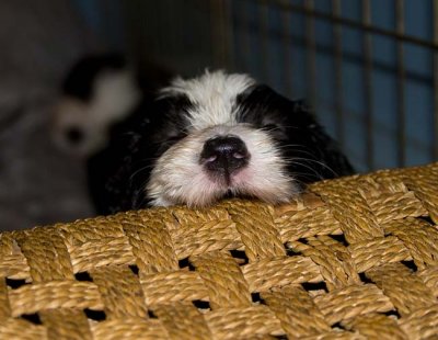 DMPups7830.jpg