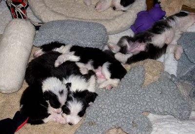 DMPups7834.jpg
