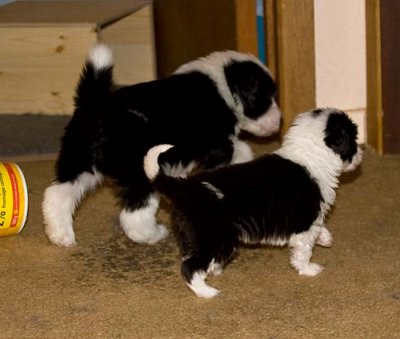 DMPups7843.jpg