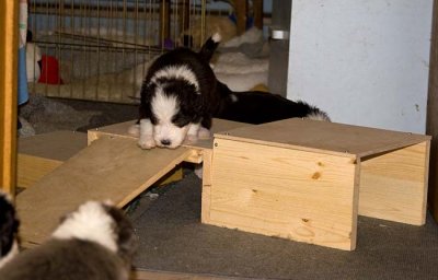 DMPups7848.jpg