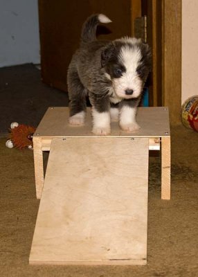 DMPups7863.jpg