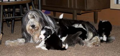 DMPups7893.jpg