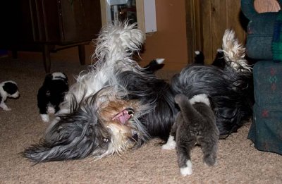 DMPups7897.jpg