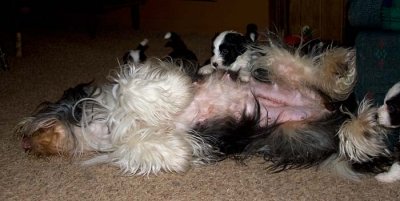 DMPups7898.jpg