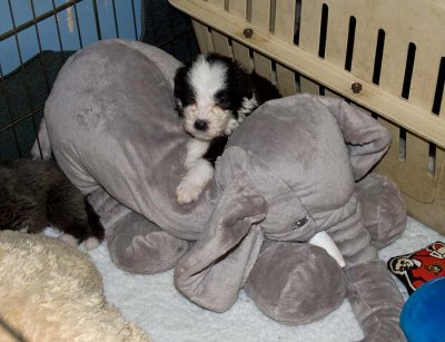 DMPups7899.jpg