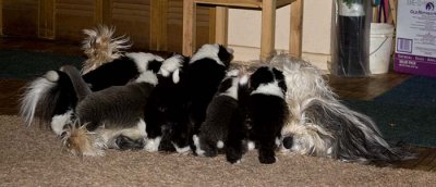 DMPups7924.jpg