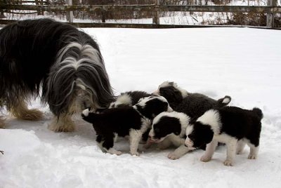 DMPups7929.jpg