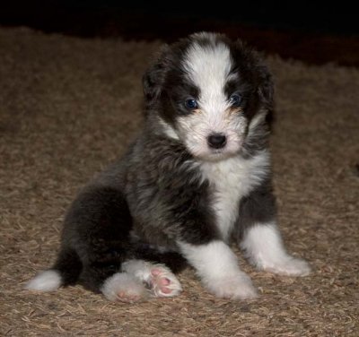 DMPups7939.jpg