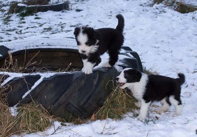 DMPups8240.jpg