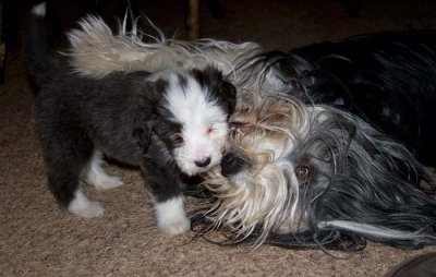 DMPups8245.jpg