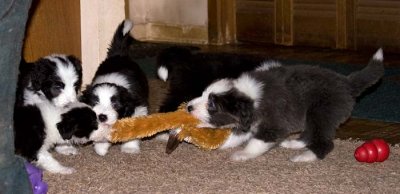 DMPups8261.jpg