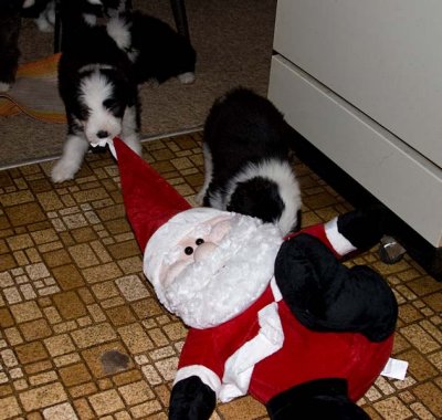 DMPups8269.jpg