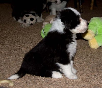 DMPups8284.jpg