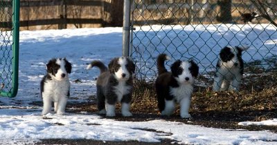 DMPups8295.jpg