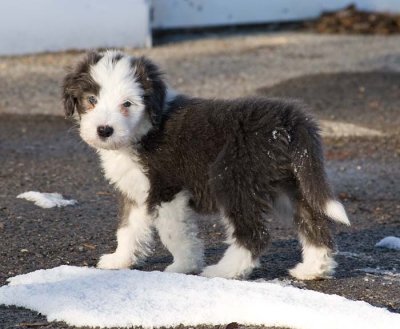 DMPups8302.jpg