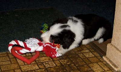DMPups8312.jpg