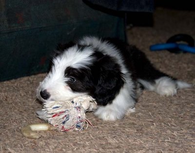 DMPups8574.jpg