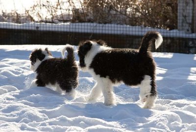 DMPups8577.jpg