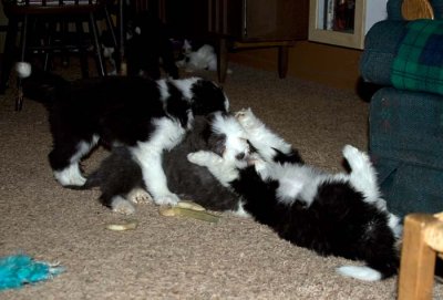 DMPups8594.jpg
