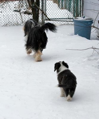 DMPups8603.jpg