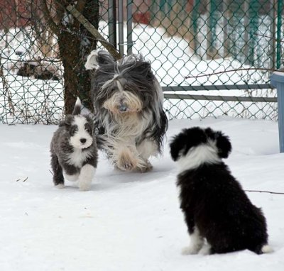 DMPups8607.jpg