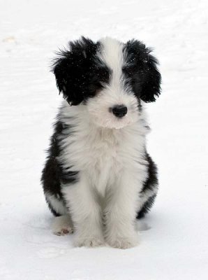 DMPups8608.jpg