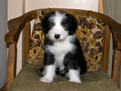 DMPups9011.jpg