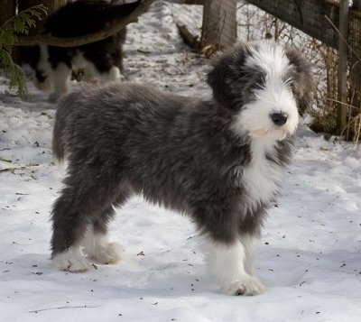 DMPups9033.jpg