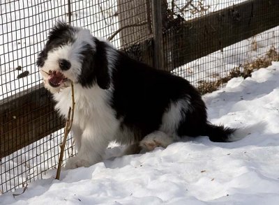 DMPups9035.jpg