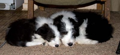 DMPups9044.jpg