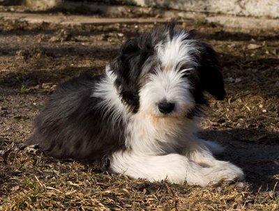 Danni x Merlin Litter - 3 to 4 months
