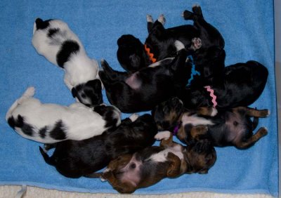 Fiesta's Litter at Two Weeks Old