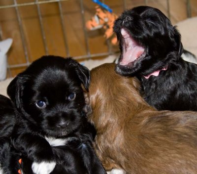 Fiesta's Litter at Four Weeks Old