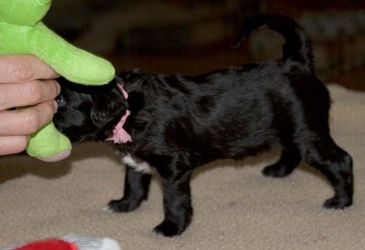 Fiesta's Litter at Four Weeks Old