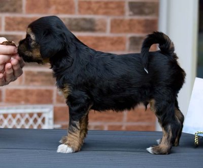 Fiesta's Litter at Six Weeks Old
