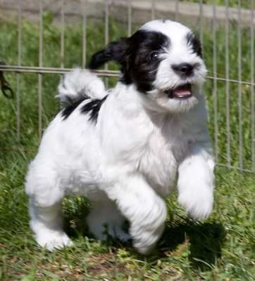 Fiesta's Litter at Seven Weeks Old