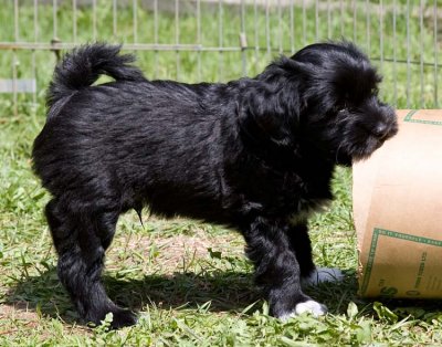 FPups8wks5281.jpg
