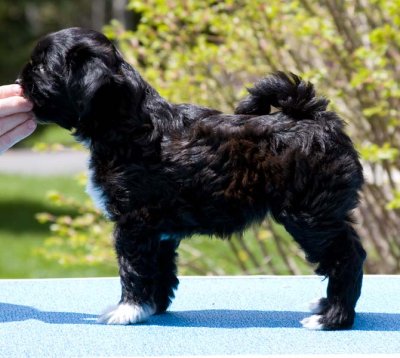 Fiesta's Litter at Eight Weeks Old