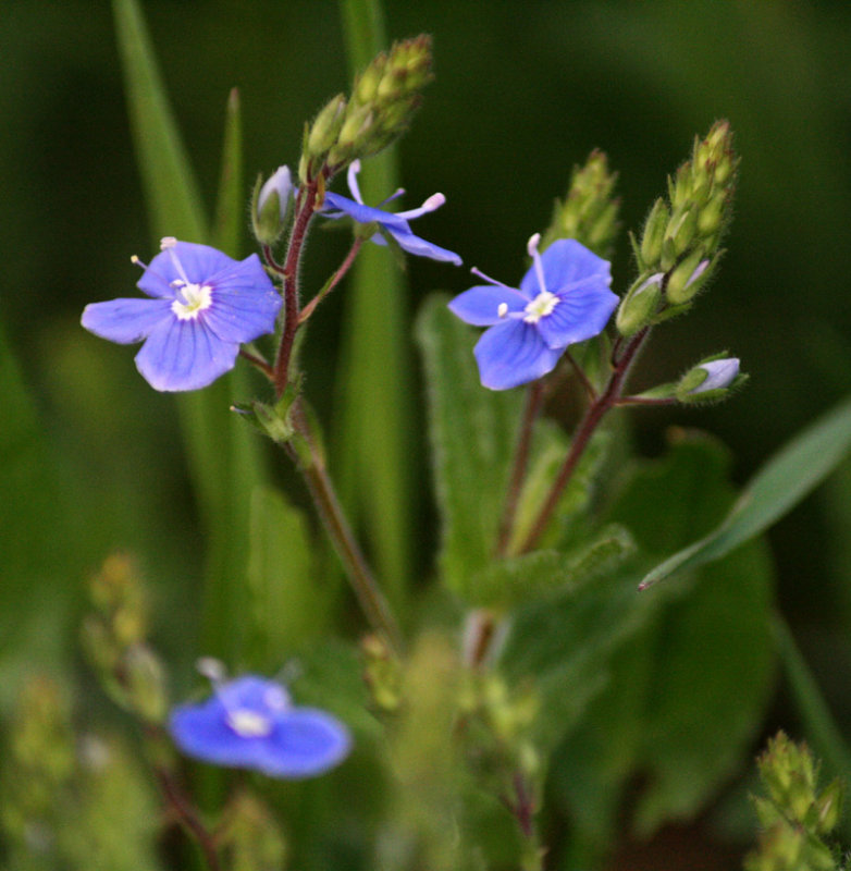 wild flowers